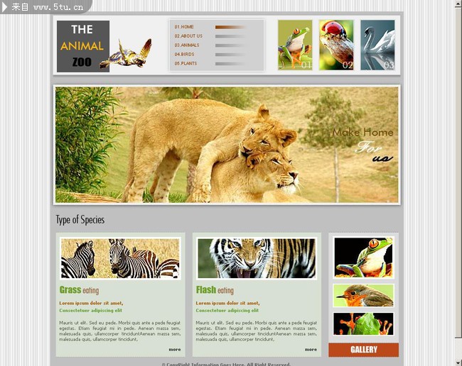The Animal Zoo.jpg